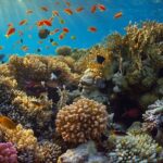 SDGs【目標14】持続可能な開発のために海洋・海洋資源を保全し、持続可能な形で利用する