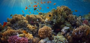 SDGs【目標14】持続可能な開発のために海洋・海洋資源を保全し、持続可能な形で利用する