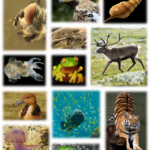 地球規模生物多様性概況第５版（GBO5）